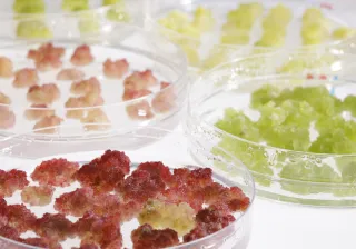 cellfactories