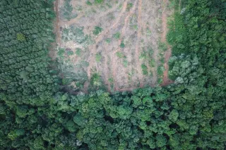 An aerial photo of a forest, some of which has been cut down.