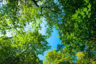 Photo of birch tree crowns in a forest