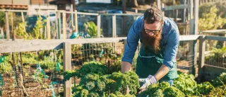 A photo of a person tending to an urban rooftop garden.
