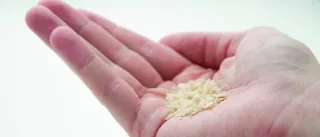 A photo of a hand holding a small amount of a granular prowder.